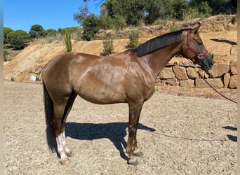 Hanovrien, Jument, 5 Ans, 172 cm