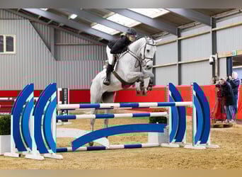 Hanovrien, Jument, 5 Ans, 172 cm, Gris