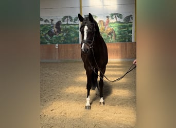 Hanovrien, Jument, 5 Ans, 172 cm, Noir