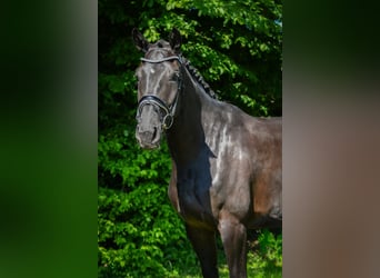Hanovrien, Jument, 5 Ans, 172 cm, Noir
