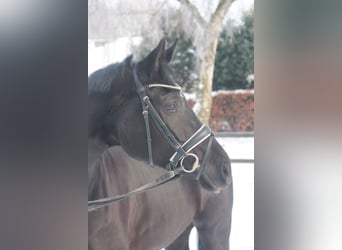 Hanovrien, Jument, 5 Ans, 172 cm, Noir