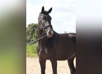 Hanovrien, Jument, 5 Ans, 172 cm, Noir