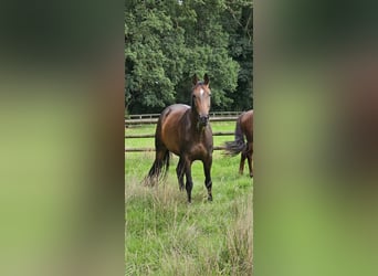 Hanovrien, Jument, 5 Ans, 173 cm, Bai brun