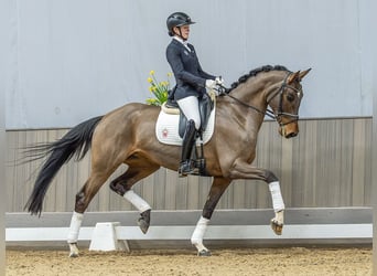 Hanovrien, Jument, 5 Ans, 173 cm, Bai