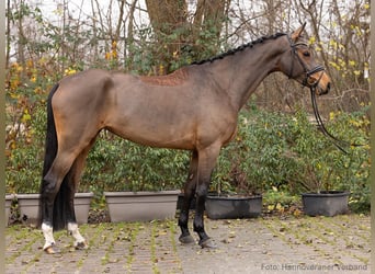 Hanovrien, Jument, 5 Ans, 173 cm, Bai