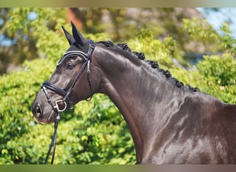 Hanovrien, Jument, 5 Ans, 173 cm, Noir