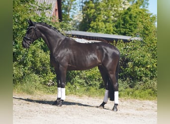 Hanovrien, Jument, 5 Ans, 173 cm, Noir
