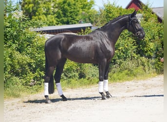 Hanovrien, Jument, 5 Ans, 173 cm, Noir