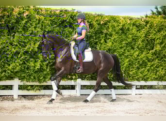 Hanovrien, Jument, 5 Ans, 173 cm, Noir