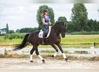 Hanovrien, Jument, 5 Ans, 173 cm, Noir