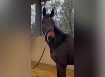 Hanovrien, Jument, 5 Ans, 174 cm, Bai brun