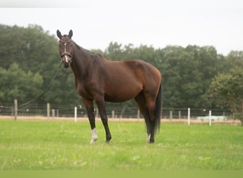Hanovrien, Jument, 5 Ans, 174 cm, Bai brun