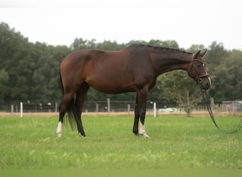 Hanovrien, Jument, 5 Ans, 174 cm, Bai brun