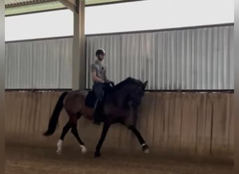 Hanovrien, Jument, 5 Ans, 174 cm, Bai cerise