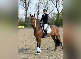 Hanovrien, Jument, 5 Ans, 174 cm, Bai