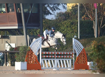 Hanovrien, Jument, 5 Ans, 174 cm, Gris pommelé