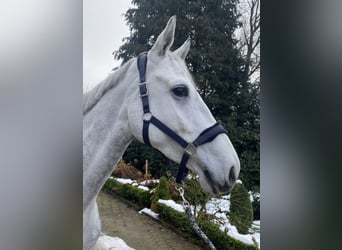 Hanovrien, Jument, 5 Ans, 174 cm, Gris pommelé