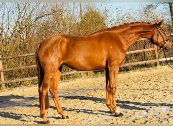 Hanovrien, Jument, 5 Ans, 175 cm, Alezan