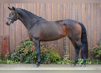 Hanovrien, Jument, 5 Ans, 175 cm, Bai