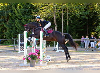 Hanovrien, Jument, 5 Ans, 175 cm, Noir