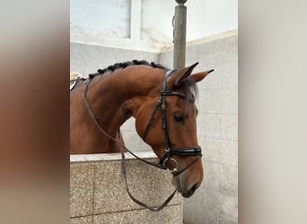 Hanovrien, Jument, 5 Ans, 178 cm, Bai