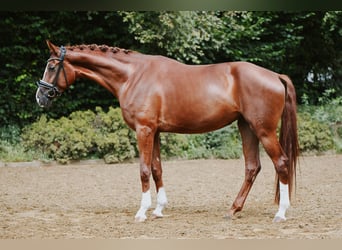 Hanovrien, Jument, 5 Ans, 180 cm, Alezan
