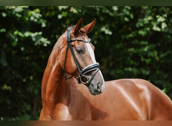 Hanovrien, Jument, 5 Ans, 180 cm, Alezan