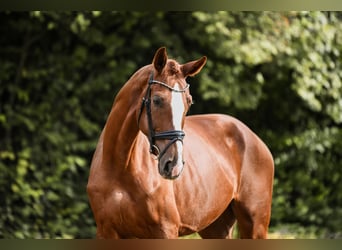 Hanovrien, Jument, 5 Ans, 180 cm, Alezan
