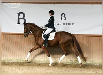 Hanovrien, Jument, 5 Ans, 180 cm, Alezan