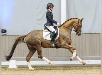 Hanovrien, Jument, 5 Ans, Alezan brûlé