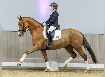 Hanovrien, Jument, 5 Ans, Alezan brûlé