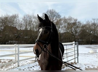 Hanovrien, Jument, 5 Ans, Bai brun