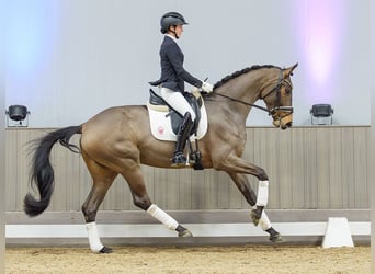 Hanovrien, Jument, 5 Ans, Bai brun foncé