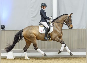 Hanovrien, Jument, 5 Ans, Bai