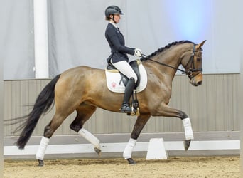 Hanovrien, Jument, 5 Ans, Bai