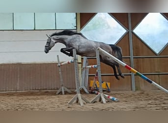 Hanovrien, Jument, 5 Ans, Gris pommelé