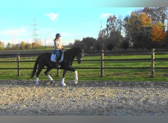 Hanovrien, Jument, 5 Ans, Noir