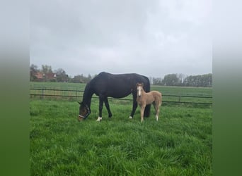 Hanovrien, Jument, 6 Ans, 156 cm, Bai brun