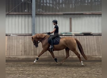 Hanovrien, Jument, 6 Ans, 160 cm, Alezan
