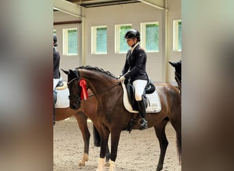 Hanovrien, Jument, 6 Ans, 160 cm, Bai brun