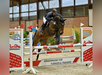 Hanovrien, Jument, 6 Ans, 160 cm, Bai