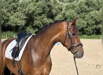 Hanovrien, Jument, 6 Ans, 161 cm, Bai