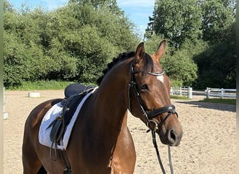 Hanovrien, Jument, 6 Ans, 161 cm, Bai