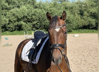 Hanovrien, Jument, 6 Ans, 161 cm, Bai