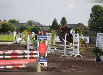Hanovrien, Jument, 6 Ans, 162 cm, Alezan