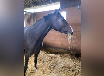 Hanovrien, Jument, 6 Ans, 162 cm, Bai brun