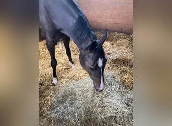 Hanovrien, Jument, 6 Ans, 162 cm, Bai brun