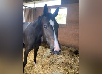 Hanovrien, Jument, 6 Ans, 162 cm, Bai brun