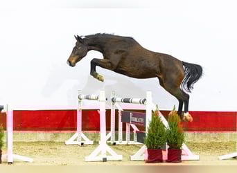 Hanovrien, Jument, 6 Ans, 162 cm, Bai