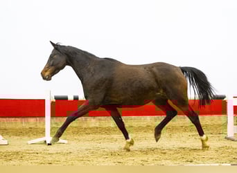 Hanovrien, Jument, 6 Ans, 162 cm, Bai